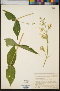 Silene ovata image