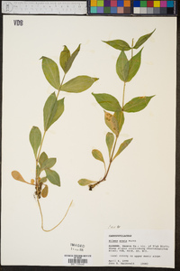 Silene ovata image