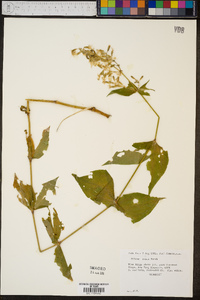 Silene ovata image