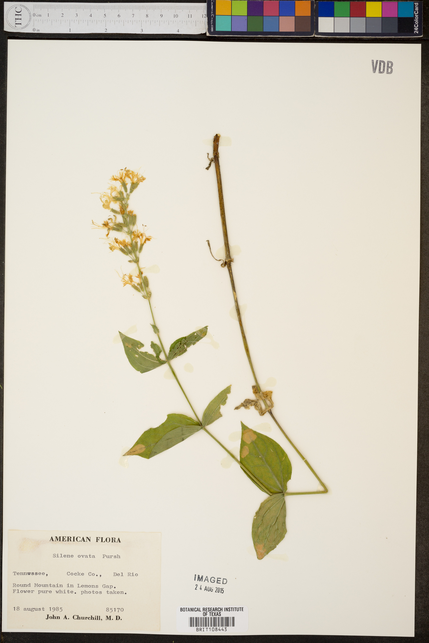 Silene ovata image