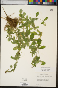 Silene stellata image