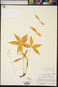 Silene stellata image