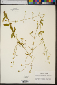 Silene stellata image