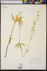 Silene stellata image