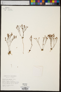Stipulicida setacea image