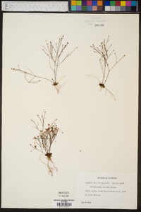 Stipulicida setacea image