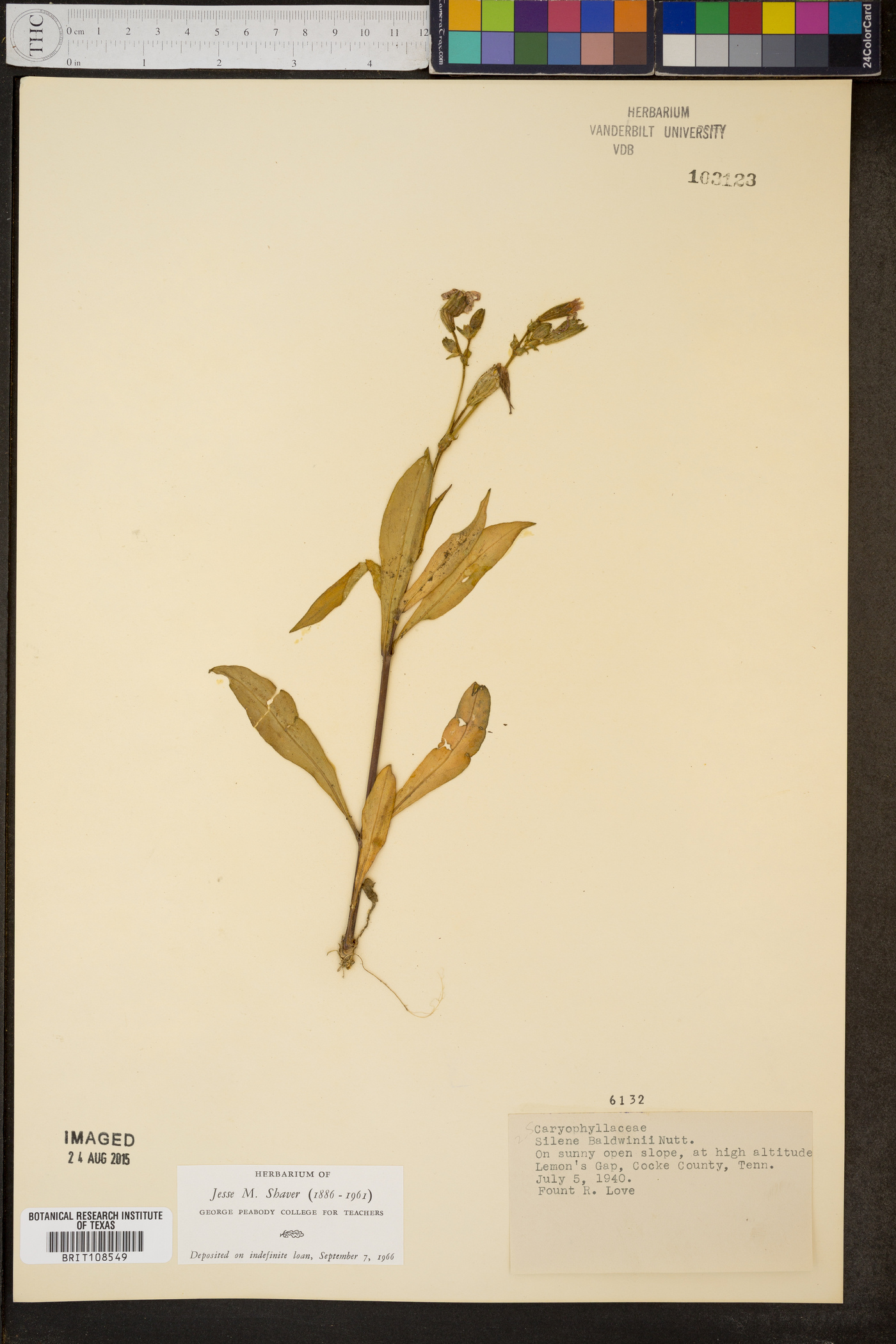 Silene catesbaei image