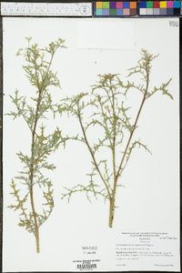 Parthenium hysterophorus image