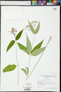 Asclepias quadrifolia image