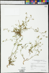 Cyclospermum leptophyllum image