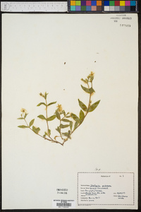 Stellaria pubera image