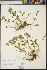 Stellaria pubera image