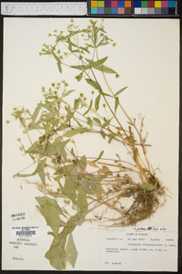 Stellaria pubera image