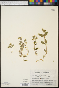 Stellaria pubera image