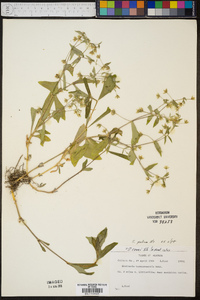 Stellaria tennesseensis image