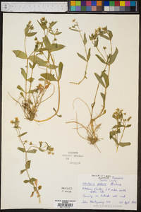 Stellaria pubera image