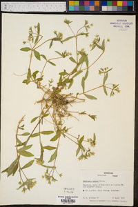 Stellaria pubera image