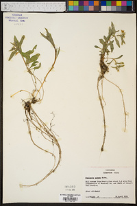 Stellaria pubera image