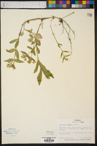 Stellaria pubera image