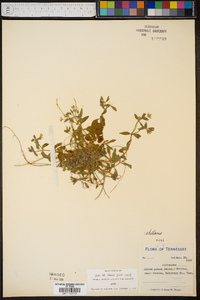 Stellaria pubera image