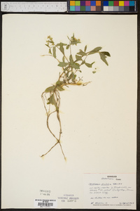 Stellaria pubera image