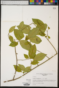 Euonymus atropurpureus image