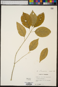 Euonymus atropurpureus image