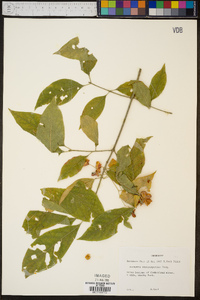 Euonymus atropurpureus image