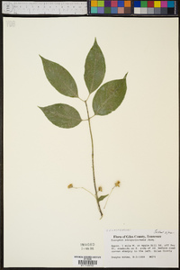 Euonymus atropurpureus image