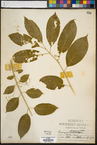 Euonymus atropurpureus image