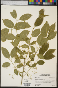 Euonymus atropurpureus image