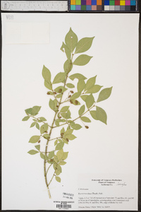 Euonymus alatus image