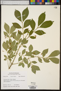 Euonymus alatus image