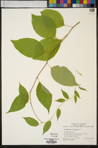 Celastrus scandens image