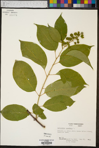 Celastrus scandens image