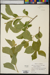 Celastrus scandens image