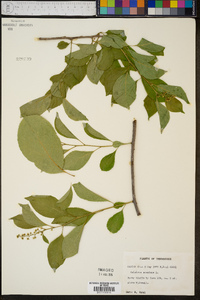 Celastrus scandens image