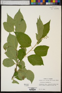 Celastrus scandens image