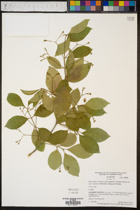 Euonymus fortunei var. radicans image