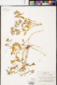 Stellaria puber image