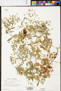 Stellaria pubera image