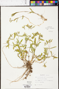 Stellaria pubera image