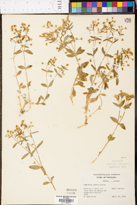 Stellaria pubera image
