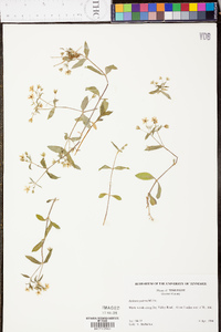 Stellaria pubera image