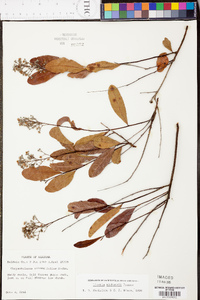 Chrysobalanus oblongifolius image