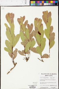 Chrysobalanus oblongifolius image