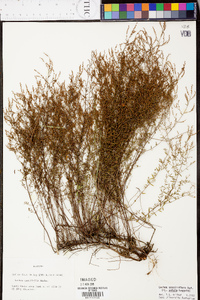 Lechea sessiliflora image