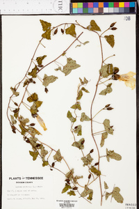 Ipomoea pandurata image