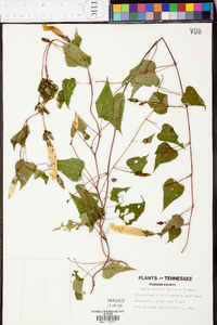 Ipomoea pandurata image