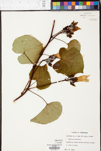 Ipomoea pandurata image